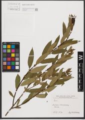 Foto von Salix L.